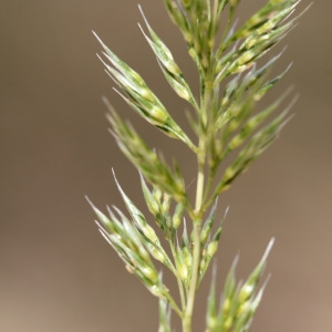 Agrostis ventricosa Gouan (Gastridie)