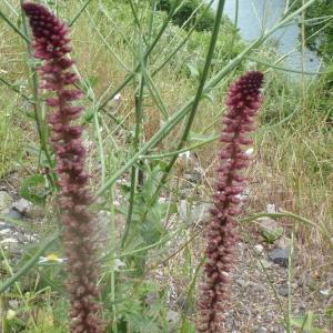 Photographie n°244203 du taxon Lysimachia L. [1753]