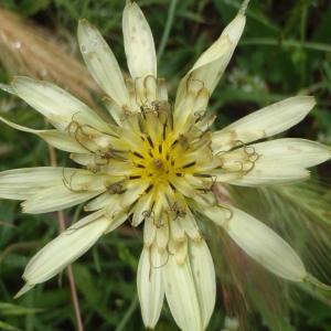 Photographie n°244217 du taxon Tragopogon dubius Scop. [1772]