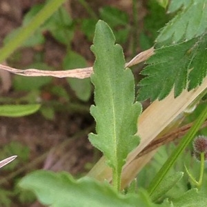 Photographie n°244219 du taxon Viola arvensis Murray [1770]