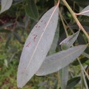 Photographie n°244235 du taxon Salix alba L. [1753]