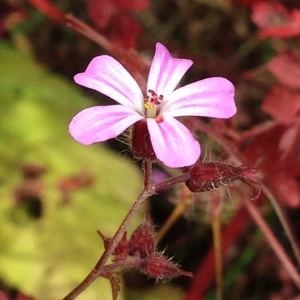 Photographie n°244241 du taxon Geranium robertianum L. [1753]