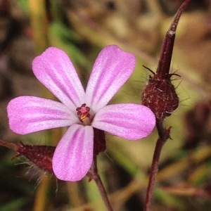 Photographie n°244243 du taxon Geranium robertianum L. [1753]