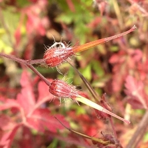 Photographie n°244244 du taxon Geranium robertianum L. [1753]