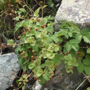 Photographie n°244281 du taxon Potentilla L.