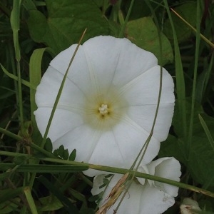 Photographie n°244286 du taxon Calystegia sepium (L.) R.Br. [1810]