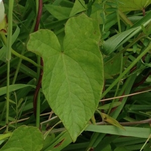 Photographie n°244287 du taxon Calystegia sepium (L.) R.Br. [1810]