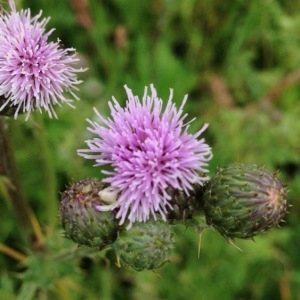 Photographie n°244288 du taxon Cirsium arvense (L.) Scop. [1772]