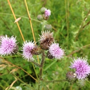 Photographie n°244290 du taxon Cirsium arvense (L.) Scop. [1772]