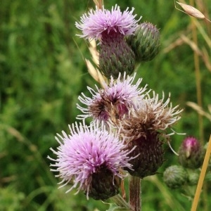 Photographie n°244291 du taxon Cirsium arvense (L.) Scop. [1772]