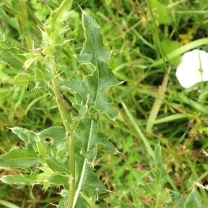Photographie n°244292 du taxon Cirsium arvense (L.) Scop. [1772]