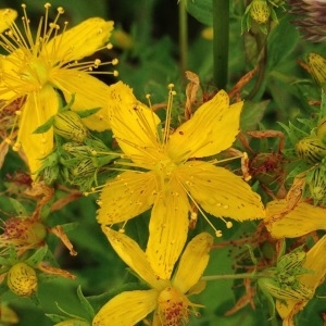 Photographie n°244293 du taxon Hypericum perforatum L. [1753]