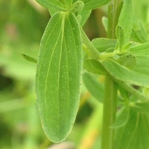 Photographie n°244294 du taxon Hypericum perforatum L. [1753]