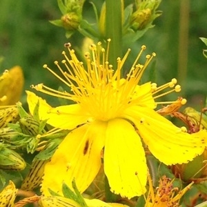 Photographie n°244295 du taxon Hypericum perforatum L. [1753]