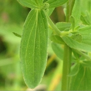 Photographie n°244296 du taxon Hypericum perforatum L. [1753]