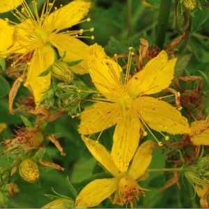 Photographie n°244297 du taxon Hypericum perforatum L. [1753]