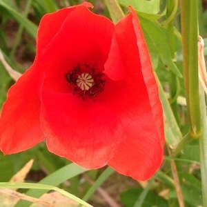 Photographie n°244298 du taxon Papaver rhoeas L. [1753]