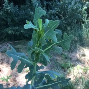 Photographie n°244299 du taxon Lactuca serriola L. [1756]