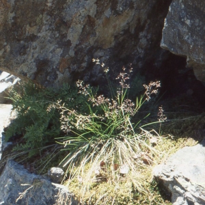 Photographie n°244303 du taxon Agrostis rupestris All. [1785]