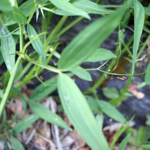 Photographie n°244312 du taxon Lathyrus sylvestris L. [1753]