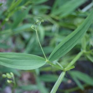 Photographie n°244316 du taxon Lathyrus sylvestris L. [1753]