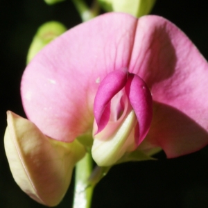 Photographie n°244319 du taxon Lathyrus sylvestris L. [1753]