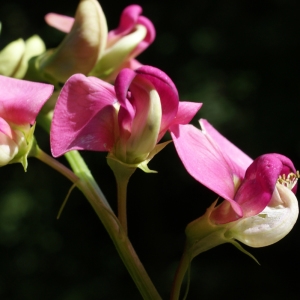 Photographie n°244322 du taxon Lathyrus sylvestris L. [1753]