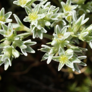 Photographie n°244329 du taxon Scleranthus perennis L. [1753]