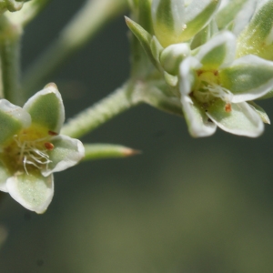 Scleranthus perennis L. (Gnavelle vivace)