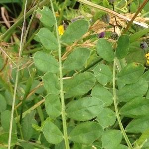 Photographie n°244386 du taxon Vicia sativa L. [1753]