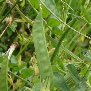 Photographie n°244388 du taxon Vicia sativa L. [1753]