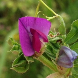 Photographie n°244389 du taxon Vicia sativa L. [1753]