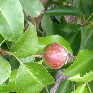 Photographie n°244437 du taxon Malus sylvestris Mill. [1768]