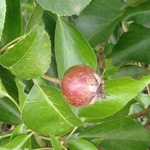 Photographie n°244438 du taxon Malus sylvestris Mill. [1768]