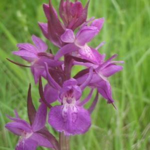 Photographie n°244444 du taxon Dactylorhiza Neck. ex Nevski [1937]