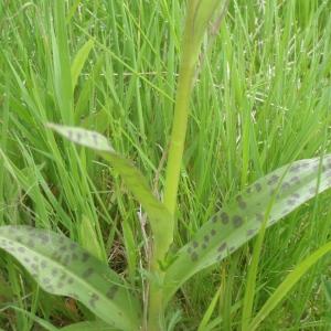 Photographie n°244446 du taxon Dactylorhiza Neck. ex Nevski [1937]
