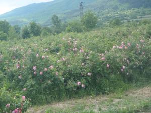 Genevieve Botti, le  3 juin 2014 (Bulgarie (Scobelevo))