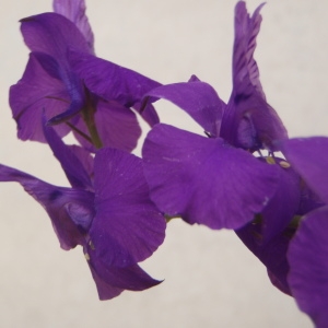 Photographie n°244451 du taxon Delphinium fissum Waldst. & Kit. [1802]