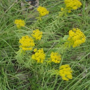 Photographie n°244455 du taxon Euphorbia seguieriana Neck. [1770]