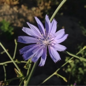 Photographie n°244471 du taxon Cichorium intybus L. [1753]