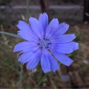 Photographie n°244476 du taxon Cichorium intybus L. [1753]