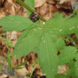 Photographie n°244482 du taxon Cardamine bulbifera (L.) Crantz [1769]