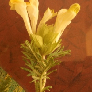  - Scutellaria L. [1753]