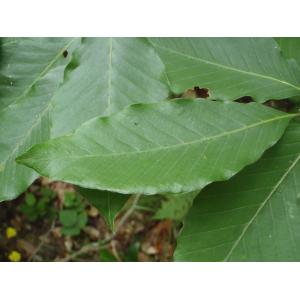 Fagus sylvatica subsp. orientalis (Lipsky) Greuter & Burdet (Hêtre d'Orient)