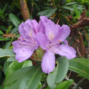 Photographie n°244507 du taxon Rhododendron ponticum L. [1762]