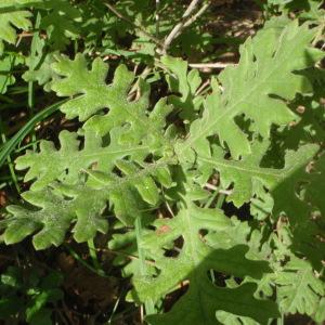 Photographie n°244512 du taxon Quercus frainetto Ten. [1813]