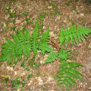 Photographie n°244520 du taxon Dryopteris dilatata (Hoffm.) A.Gray [1848]