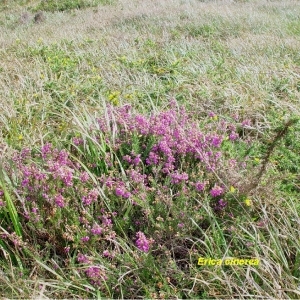 Photographie n°244523 du taxon Erica cinerea L. [1753]