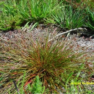 Photographie n°244536 du taxon Juncus bulbosus L. [1753]