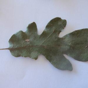 Photographie n°244538 du taxon Quercus virgiliana (Ten.) Ten. [1838]